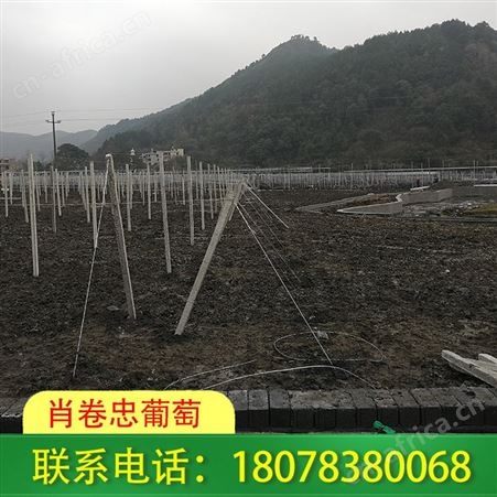 桂林阳朔葡萄棚架-水泥杆连体小棚制作安装一体化