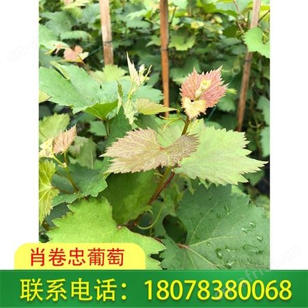 玉林妮娜皇后葡萄 公主女皇王后葡萄树苗南方北方种植当年结果