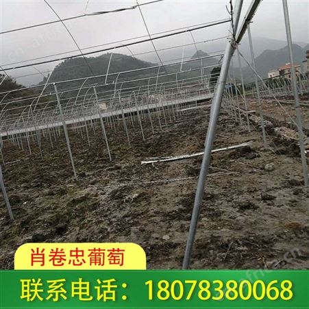 桂林钢管独立大棚制作-我们选材用心