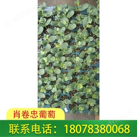 广西桂林西瓜苗批发 营养杯育苗基地认准肖卷忠
