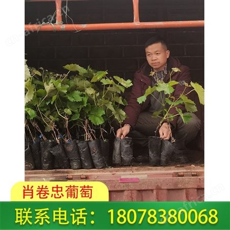 广西5bb葡萄砧木|梧州阳光玫瑰脱毒苗100株价格实惠