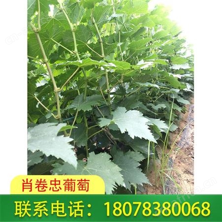 广西桂林质量好的蓝宝石葡萄苗大量供应