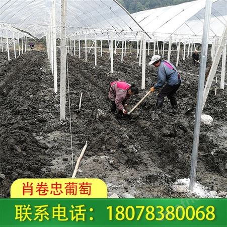 龙胜水泥杆连体小棚-葡萄架搭建报价合理