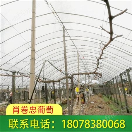 桂林阳朔葡萄棚架-水泥杆连体小棚制作安装一体化