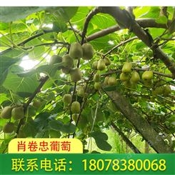 肖卷忠红心猕猴桃上市啦，广西南宁想要的请电话下单