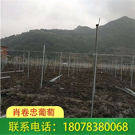 广西草莓园大棚承接工程请找肖卷忠葡萄