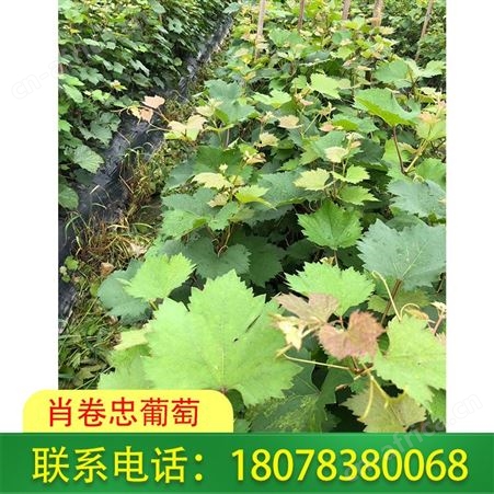 广西葡萄种植 桂林妮娜公主苗基地现挖现卖