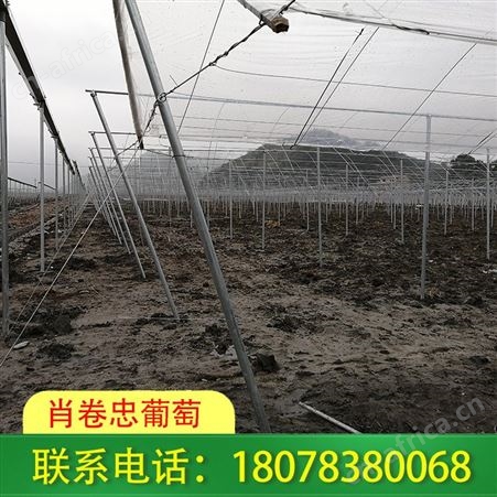 广西钢结构连栋大棚工程满足不同需求