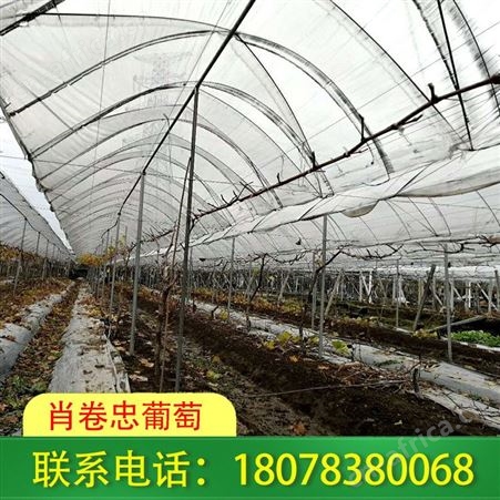 柳州钢管独立大棚设计，请找桂林兴安肖卷忠葡萄