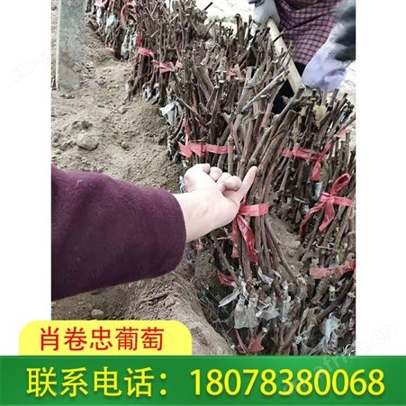 广西|钦州蓝宝石葡萄苗可适合四季种植