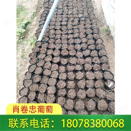 玉林葡萄批发 阳光玫瑰脱毒苗小营养杯100株起订