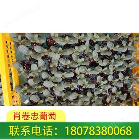 广西桂林西瓜苗批发 营养杯育苗基地认准肖卷忠