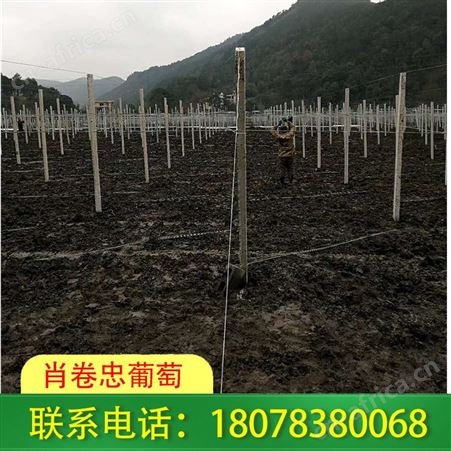 水泥杆连体小棚 葡萄园棚架制作 广西玉林上门搭建