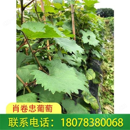 广西葡萄种植 桂林妮娜公主苗基地现挖现卖