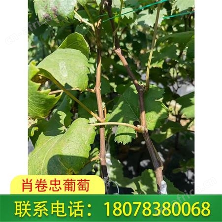 葡萄苗 妮娜皇后葡萄苗广西钦州现货出售