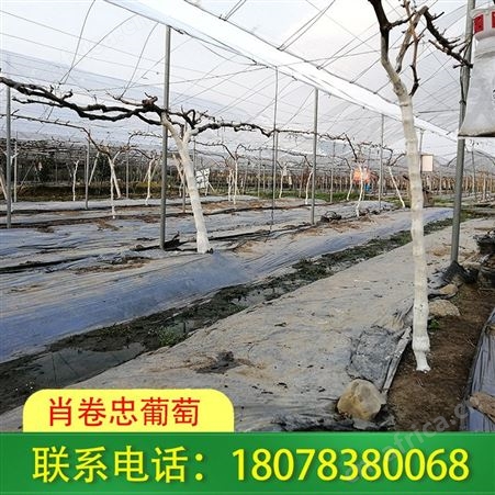 荔浦钢管蔬菜大棚-广西温室草莓棚架搭建造价