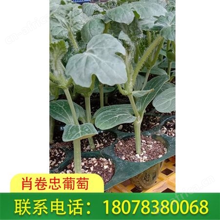 广西桂林西瓜苗批发 营养杯育苗基地认准肖卷忠