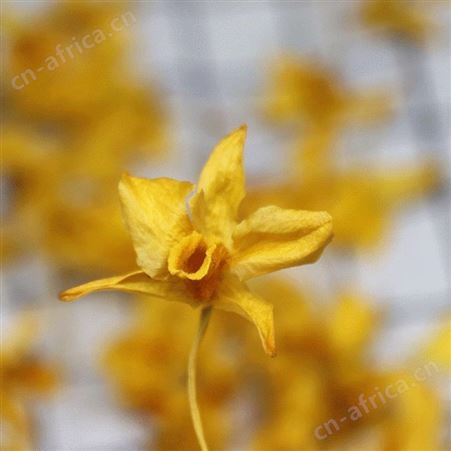 铁皮石斛花 枫斗花 红皮鼓槌花石斛干花茶 瓶装