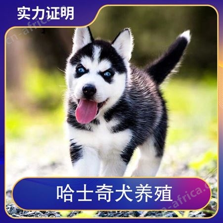 哈士奇犬养殖 品种哈士奇犬 别名二哈 犬种西伯利亚雪橇犬