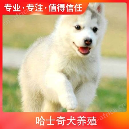 哈士奇犬养殖 胸围67cm 公母均有 毛色灰色 体长95cm