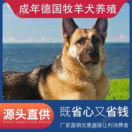 成年德国牧羊犬养殖 公母均有 品种德牧 胸围38cm