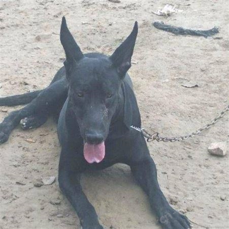 农家养殖成年黑狼犬 宠物犬幼崽 生长速度快 饲养简单