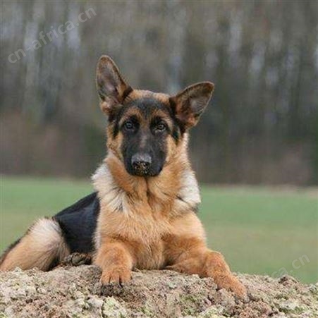 德国牧羊犬 护卫德牧犬养殖基地 适应能力强 四肢有力