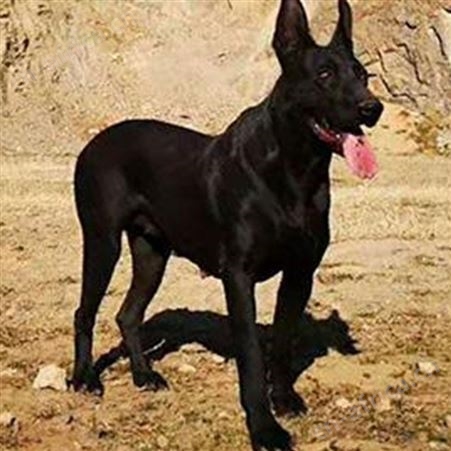 大骨架护院黑狼犬 大型双血统护卫犬 生长速度快 易养活