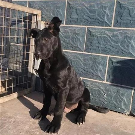 大骨架护院黑狼犬 大型双血统护卫犬 生长速度快 易养活