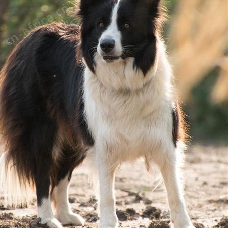 散养黑背德国牧羊犬 成年大骨架工作犬 适应能力强 体格良好