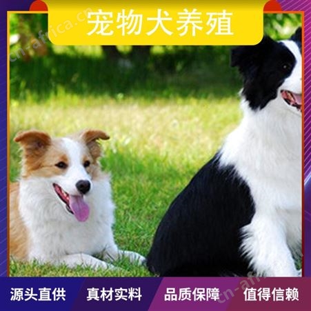 宠物犬养殖 品种金毛犬 年龄幼年 免疫驱虫已做完