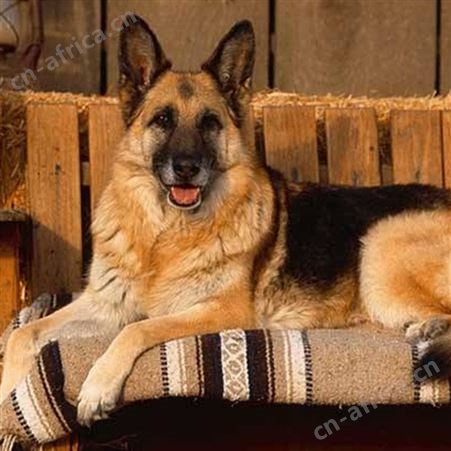 德国牧羊犬 护卫德牧犬养殖基地 适应能力强 四肢有力