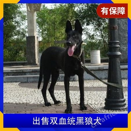 出售双血统黑狼犬 品种黑狼 体重16KG 发货时间3-7天