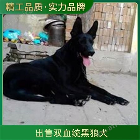 出售双血统黑狼犬 品种黑狼 体重16KG 发货时间3-7天