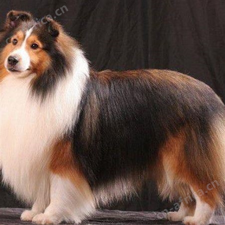 散养黑背德国牧羊犬 成年大骨架工作犬 适应能力强 体格良好