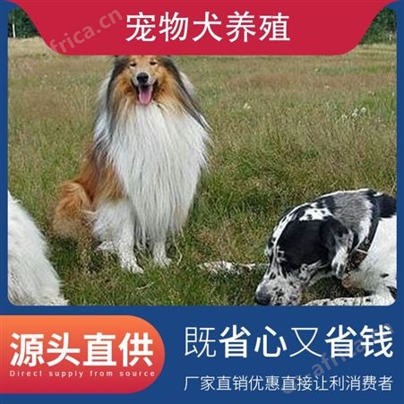 宠物犬养殖 品种金毛犬 年龄幼年 免疫驱虫已做完