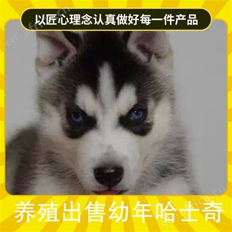 养殖出售幼年哈士奇 规格成年 胸围55cm 体长78cm