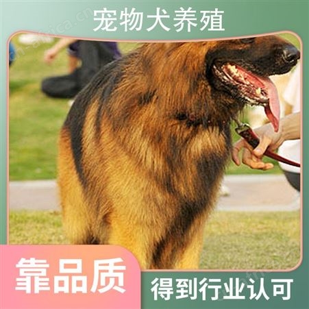 宠物犬养殖 品种金毛犬 年龄幼年 免疫驱虫已做完