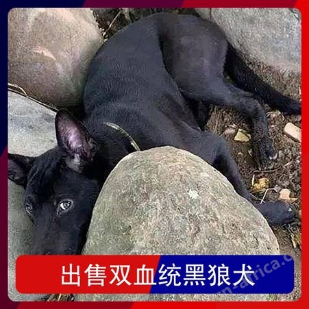 出售双血统黑狼犬 品种黑狼 体重16KG 发货时间3-7天