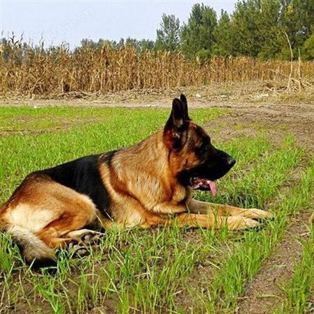 德国牧羊犬 护卫德牧犬养殖基地 适应能力强 四肢有力