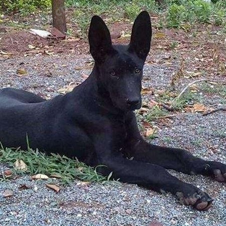 大骨架护院黑狼犬 大型双血统护卫犬 生长速度快 易养活