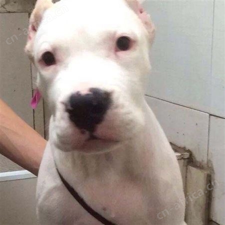 农家养殖纯种成年杜高犬 活体供应 适应能力强 生长快
