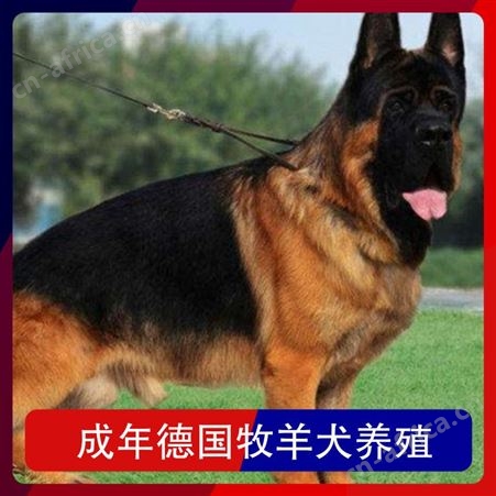 成年德国牧羊犬养殖 公母均有 品种德牧 胸围38cm