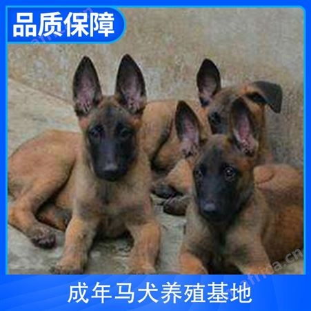 成年马犬养殖基地 品种马里努阿犬 体长50cm 体重28kg