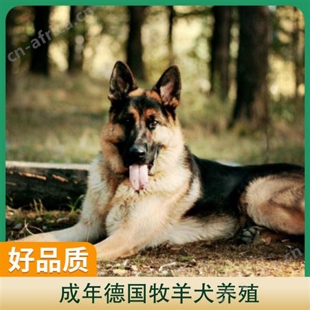 成年德国牧羊犬养殖 公母均有 品种德牧 胸围38cm