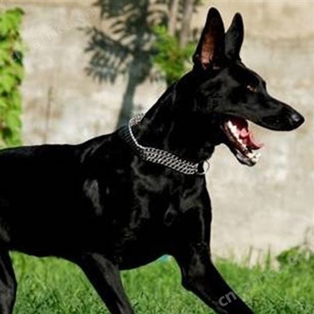 供应成年黑狼犬 别墅院落守护犬 抗病能力强 体格健壮