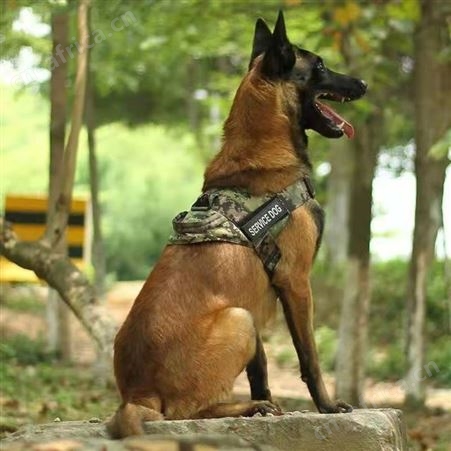 纯种马犬幼犬 长期养殖 双血统成年犬 已做免疫驱虫 明茂