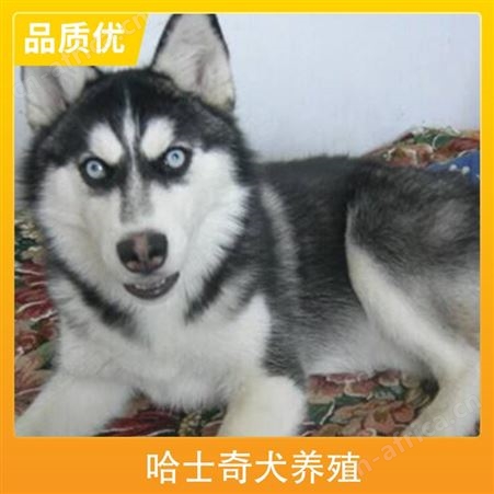 哈士奇犬养殖 胸围67cm 公母均有 毛色灰色 体长95cm