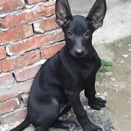 供应成年黑狼犬 别墅院落守护犬 抗病能力强 体格健壮