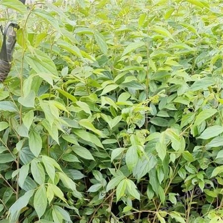 滇朴大小苗8-50公分多规格供应 绿化工程 基地直发振航苗木